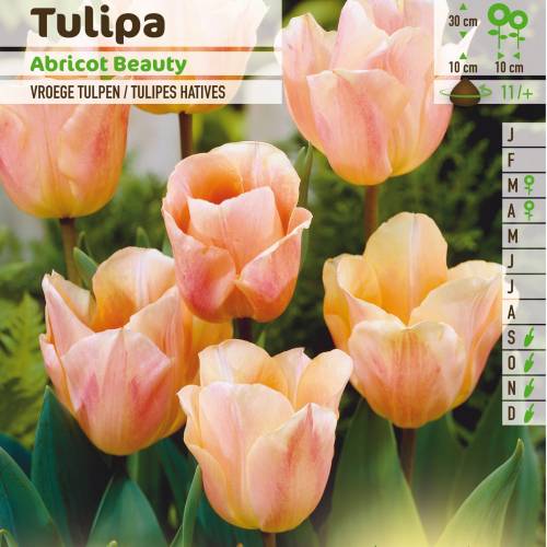 Tulip Early flowering 'Abricot Beauty'