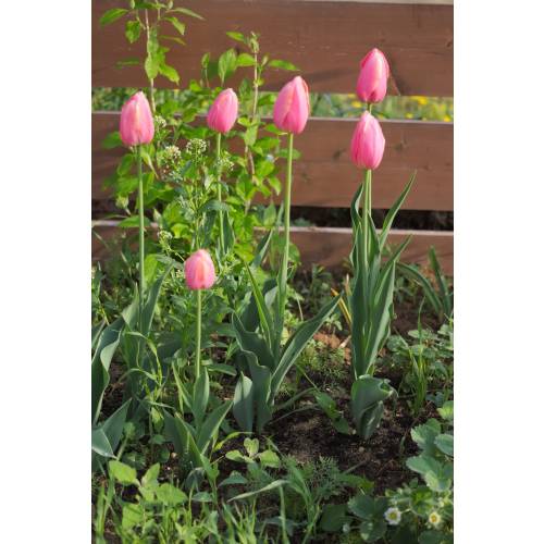 Tulip Late flowering 'Menton'