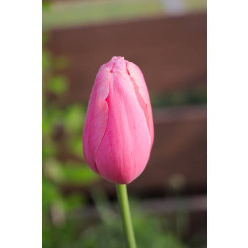 Tulip Late flowering 'Menton'