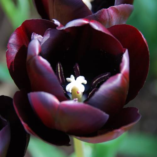 Tulip Late flowering 'Queen of the Night'