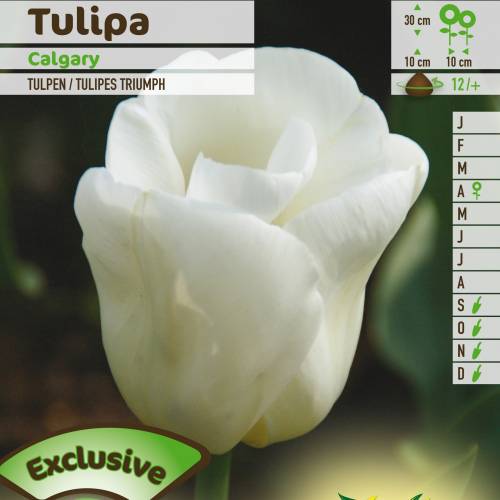 Tulip Triumph 'Calgary'