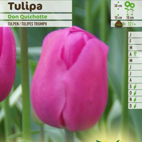 Tulip Triumph 'Don Quixote'