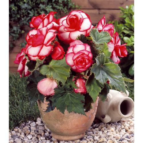 Begonia Double 'Bouton de rose'