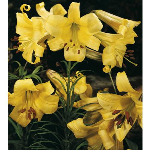 Trumpet shaped Lily 'Royal Gold'