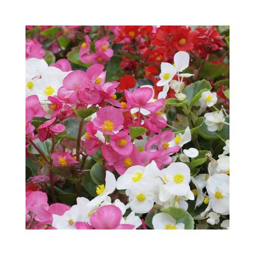 Low price Begonia bulbs - End of season offers