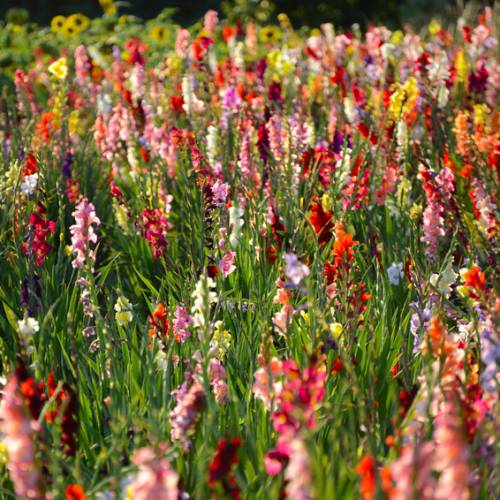 Low price Gladiola bulbs - End of season offers