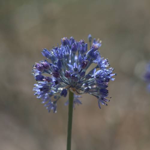 Allium Caeruleum Azureum - Blue-Flowered Garlic
