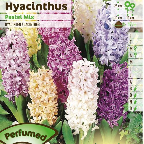 Hyacinths, Pastel Mixed