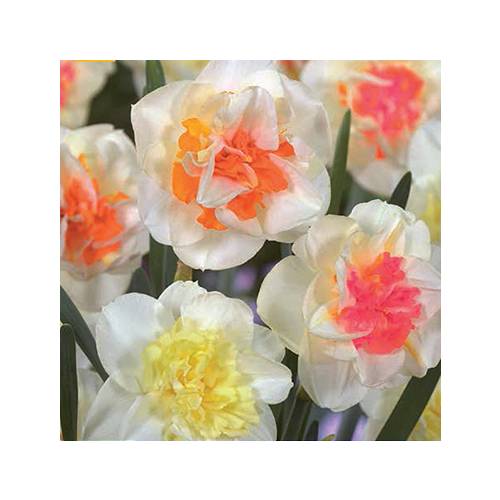 Daffodils, Double 'Macaron Bloss'