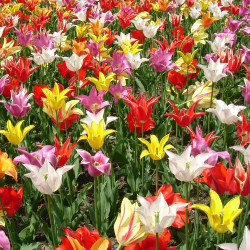 Tulip Lily-flowered Mixed