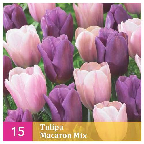 Tulip 'Macaron' Mix