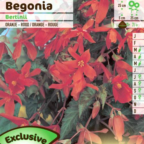 Begonia Bertinii orange-red
