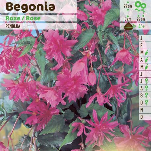 Begonia Pendula Pink