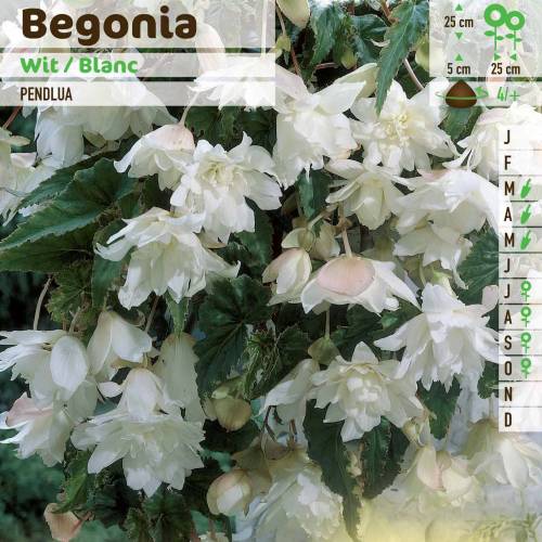 Begonia Pendula White