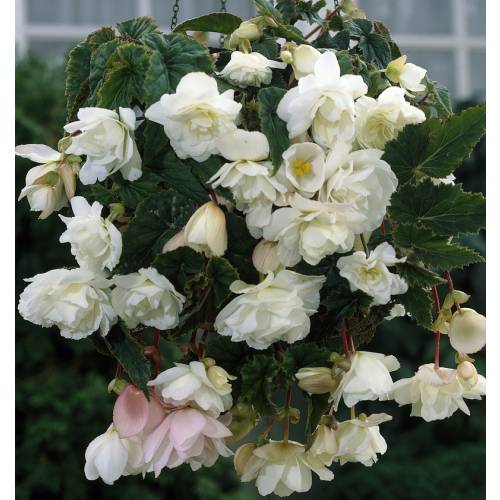 Begonia Pendula White