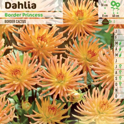 Dahlia Dwarf Cactus 'Border Princess'