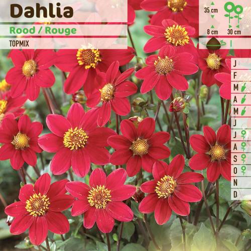 Dahlia Topmix Red