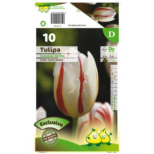 Tulip Triumph 'Carnaval de Rio'
