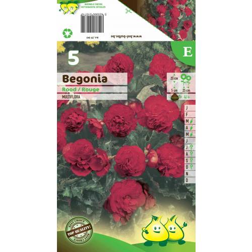 Begonia Multiflora Red
