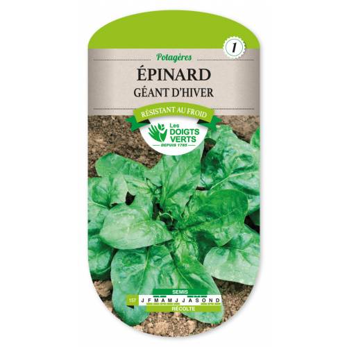 Giant Winter Spinach