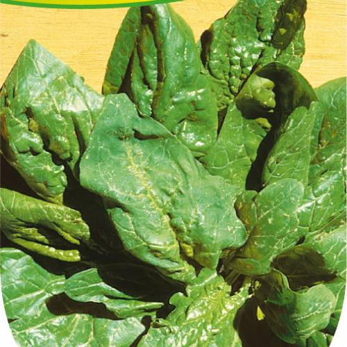 Giant Winter Spinach