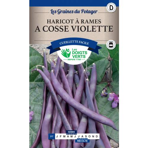 Purple Podded French Climbing Beans