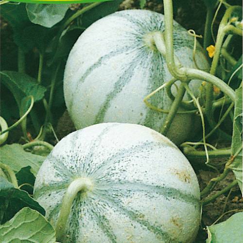 Charentais Melon