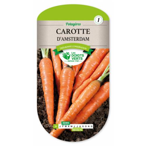 Carrot seeds - Amsterdam forcing Carrot