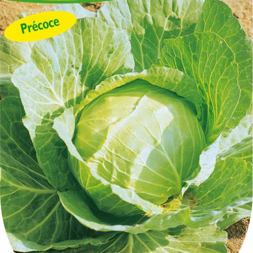 'Nantais htif' Cabbage