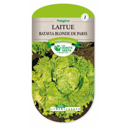 Lettuce seeds - Blonde Bord Rouge Batavia Lettuce