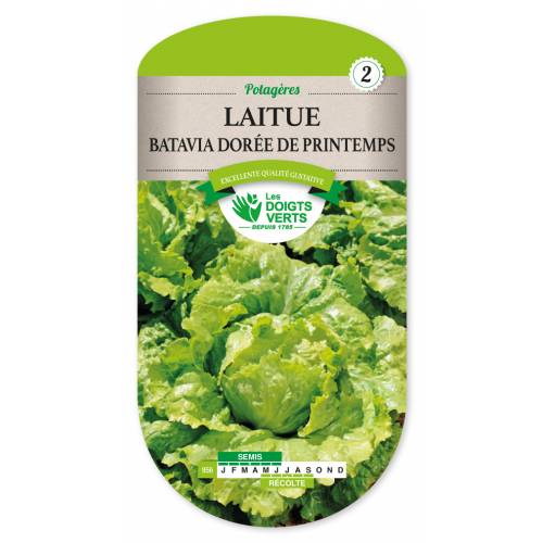 Lettuce seeds - Dore de Printemps Batavia Lettuce