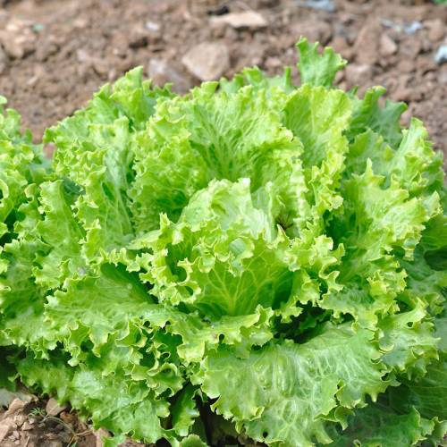 Lettuce seeds - Dore de Printemps Batavia Lettuce