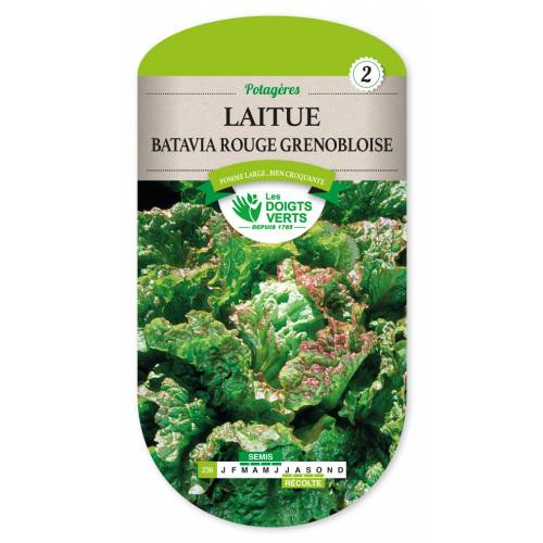 Lettuce seeds - Rouge Grenobloise Batavia Lettuce