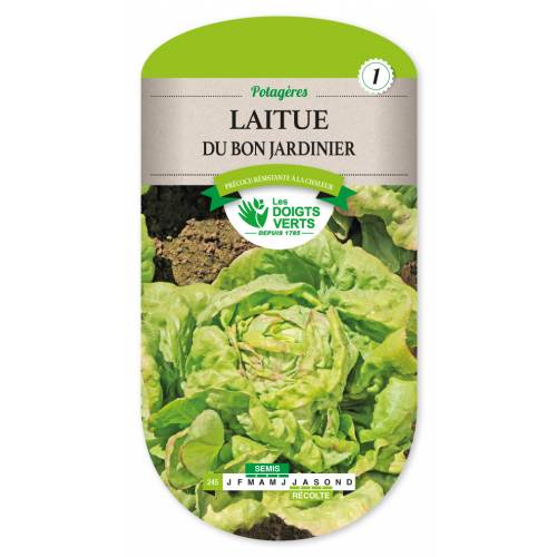 Lettuce seeds - 'Bon Jardinier' Lettuce