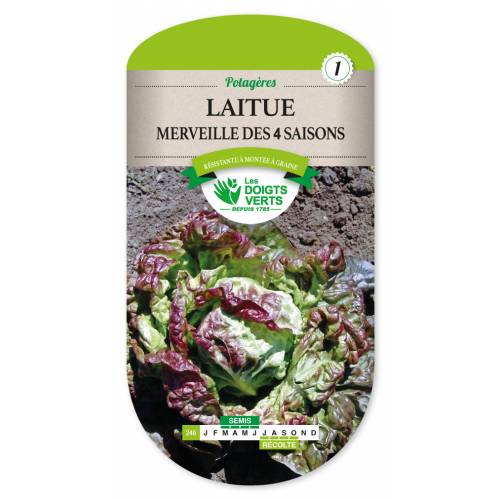 Lettuce seeds - 'Merveille des 4 saisons' Lettuce