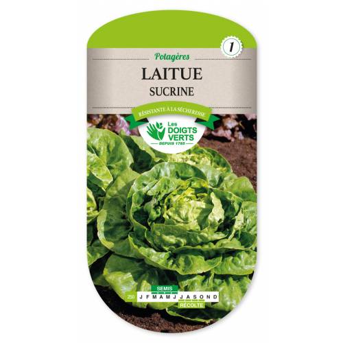 Lettuce seeds - 'Sucrine' Lettuce