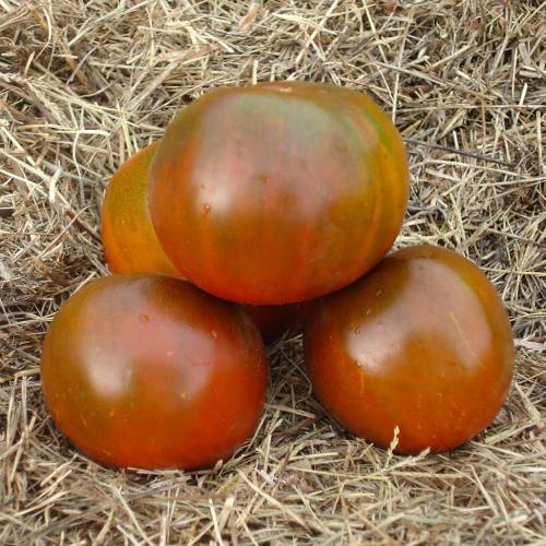 'Black Krim' Tomato