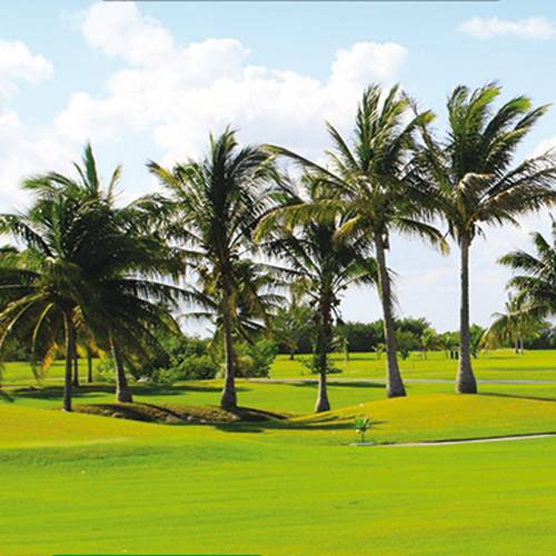 Lawn for Dry Areas - 1 kg - 35m2