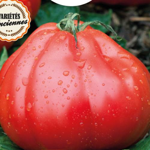 Tomato, 'Liguria'