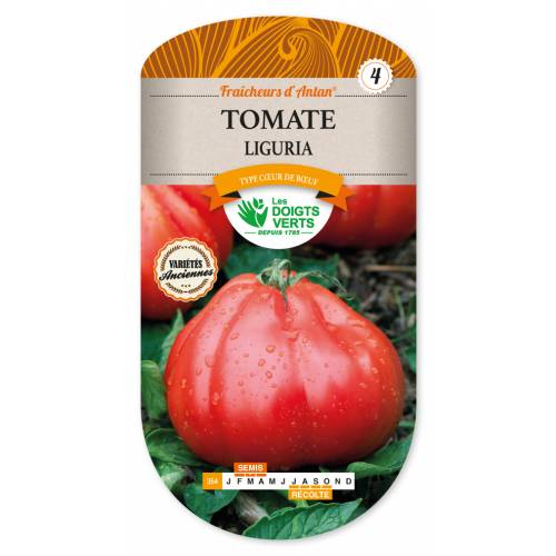 Tomato, 'Liguria'