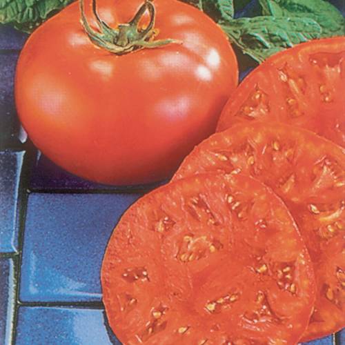 Tomato, 'Supersteak Hyb. F1'