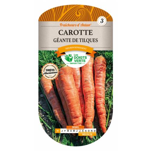 Tilques Giant Carrot