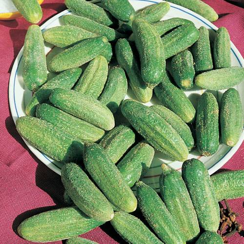 Pickling Cucumber 'Rgal hyb. F1'