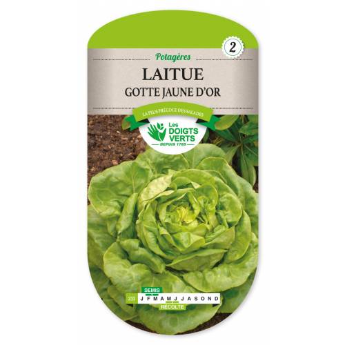 Lettuce, Gotte Jaune d'Or
