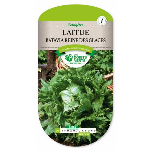 Lettuce, Batavia Reine des glaces