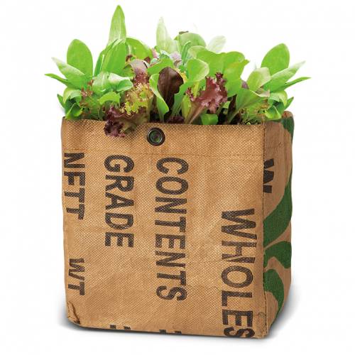Growing Kit - Organic Salad – Oriental Mix