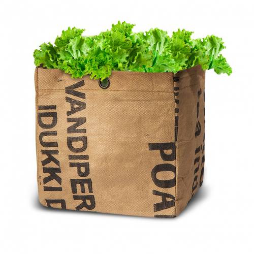 Growing Kit - Organic Salad – Bowl Green