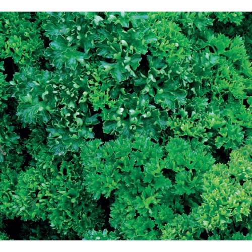 Parsley, Frizzy Dark Green (seeds)