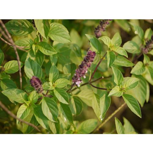 Basil Cinnamon - Seeds