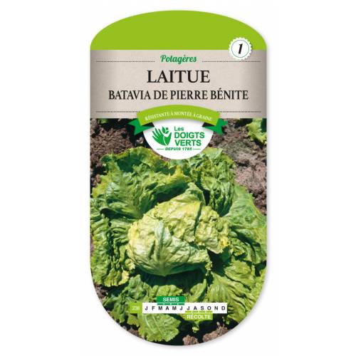 Lettuce, Batavia Pierre bnite